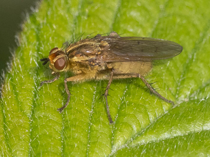 Scathophaga stercoraria (Yellow Dungfly).jpg